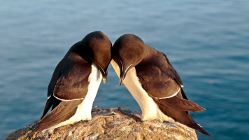 monicaakinyi.gnomio.com